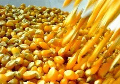 Nhập khẩu bắp tăng mạnh