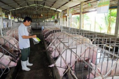 Giá lợn đang nhích dần qua cơn sốc