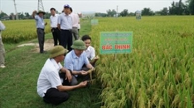 Nghệ An khảo nghiệm giống lúa Bắc Thịnh