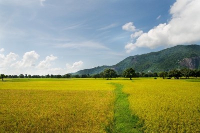Thâm canh lúa cải tiến SRI mang lại hiệu quả