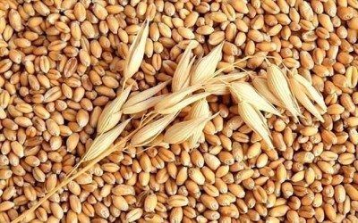 Sản lượng lúa mì EU năm 2017/18 giảm mạnh