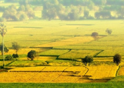 An Giang thí điểm bảo hiểm 10.000 ha lúa