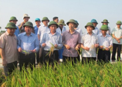 Nông dân xứ Thanh khấp khởi vì được mùa 3 vụ liên tiếp