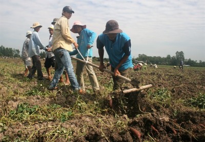 Khoai - lúa xen vụ, thu trên 1,3 tỷ đồng/năm
